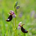 Ophrys bertolo…