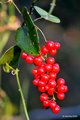 Smilax aspera