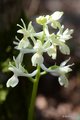 Orchis provinc…