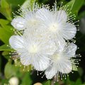 Mirta, Myrtus …