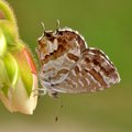 Pelargonijin p…