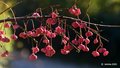 Kurika, Euonym…