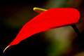 Anthurium