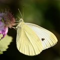 Bijelac, Pieris