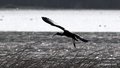 Blistavi ibis,…