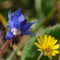 Borač, Borago …