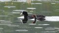 Crna liska, Fu&hellip;