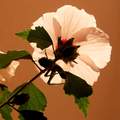 Hibiskus,  Hib…