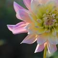 Dalija, Dahlia…