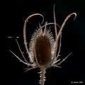 Dipsacus