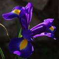 Iris sp.