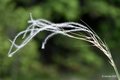 Kovilje, Stipa…