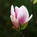 Magnolija  Gre…