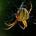 Araneus marmor…