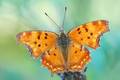 Polygonia egea