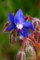 Poreč, Borago …