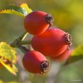 Rosa canina