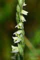 Spiranthes spi…