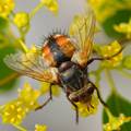 Tachina fera, …