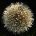 Taraxacum