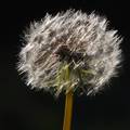 Taraxacum