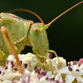 Tettigonia vir…