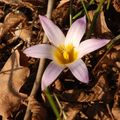 Šafran, Crocus