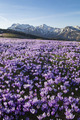 Velika planina