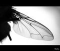 wing ( take II…