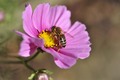 pčelina poslas…