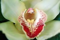 orhideja za su…