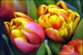 sanjam tulipan…