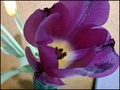 tulipan