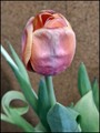 Uskršnji tulip&hellip;
