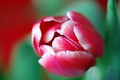 tulipan-2