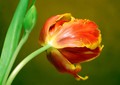 tulipan-40