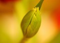 rađanje tulipa…