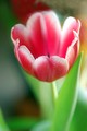 tulipan-52