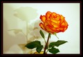 moja boja ruže…