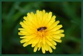divlja pčelica…