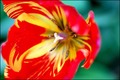 lanjski tulipa…
