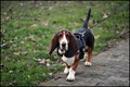 Basset hound n…