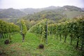 vinograd - Zag…