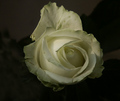ruža bijela-3
