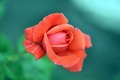 ruža čestitari…