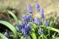 muscari