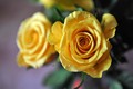 žute ruže iz T…