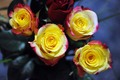 ruže za Vukova…