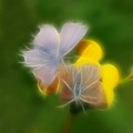 sanjam leptire