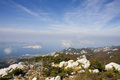 pogled